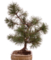 Preview: Bonsai - Pinus mugo - Bergkiefer 230/40