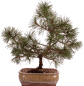 Preview: Bonsai - Pinus mugo - Bergkiefer 230/40