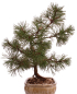 Preview: Bonsai - Pinus mugo - Bergkiefer 230/40