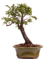 Preview: Bonsai - Prunus spec. - Zierkirsche