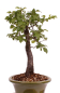 Preview: Bonsai - Prunus spec. - Zierkirsche