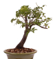 Preview: Bonsai - Prunus spec. - Zierkirsche