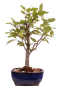 Preview: Bonsai - Malus spec.  Zier-Apfel 230/42
