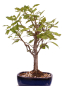 Preview: Bonsai - Malus spec.  Zier-Apfel 230/42