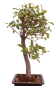 Preview: Bonsai - Malus spec.  Zier-Apfel 230/43
