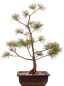Preview: Bonsai - Pinus parviflora - Mädchenkiefer - Wurzelecht 230/44