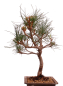 Preview: Bonsai - Pinus cembra - Zirbelkiefer  230/45