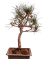 Preview: Bonsai - Pinus cembra - Zirbelkiefer  230/45
