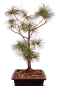 Preview: Bonsai - Pinus parviflora - Mädchenkiefer - Wurzelecht 230/47