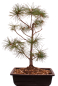Preview: Bonsai - Pinus parviflora - Mädchenkiefer - Wurzelecht 230/47