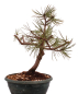 Preview: Bonsai - Pinus thunbergii - Japanische Schwarzkiefer 230/49
