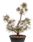 Preview: Bonsai - Pinus parviflora - Mädchenkiefer - Wurzelecht 230/50