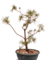Preview: Bonsai - Pinus parviflora - Mädchenkiefer - Wurzelecht 230/51