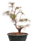 Preview: Bonsai - Pinus parviflora - Mädchenkiefer - Wurzelecht 230/52