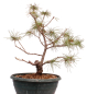 Preview: Bonsai - Pinus parviflora - Mädchenkiefer - Wurzelecht 230/52