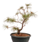 Preview: Bonsai - Pinus parviflora - Mädchenkiefer - Wurzelecht 230/52