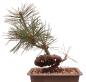 Preview: Bonsai - Pinus thunbergii - Japanische Schwarzkiefer 230/53