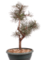 Preview: Bonsai - Pinus sylvestris - Waldkiefer 230/54