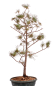 Preview: Bonsai - Pinus parviflora - Mädchenkiefer - Wurzelecht 230/55