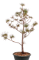 Preview: Bonsai - Pinus parviflora - Mädchenkiefer - Wurzelecht 230/55
