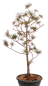 Preview: Bonsai - Pinus parviflora - Mädchenkiefer - Wurzelecht 230/55