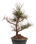 Preview: Bonsai - Pinus nigra - Schwarzkiefer 230/56