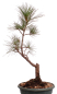 Preview: Bonsai - Pinus cembra - Zirbelkiefer  230/57