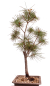 Preview: Bonsai - Pinus parviflora - Mädchenkiefer - Wurzelecht 230/58