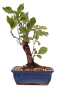 Preview: Bonsai - Malus spec.  Zier-Apfel 230/59