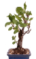 Preview: Bonsai - Malus spec.  Zier-Apfel 230/59