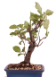 Preview: Bonsai - Malus spec.  Zier-Apfel 230/59