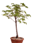 Preview: Bonsai - Acer rubrum - Rot-Ahorn 230/61