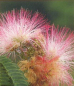 Preview: Bonsai - 50 Samen Albizzia julibrissin 'Rosea' - Schlafbaum Pink 90067