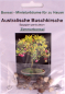 Preview: Bonsai - 8 Samen Syzygium paniculatum - Australische Buschkirsche 90119