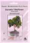 Preview: Bonsai -10 Samen Duranta repens - Duranta / Skyflower 90145