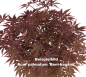 Preview: Bonsai - Acer palmatum 'Beni-kagami', Roter Fächerahorn aus Japan 226/01