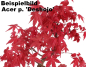 Preview: Bonsai - Acer palmatum Deshojo, roter Fächerahorn aus Japan 226/04