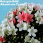 Mobile Preview: Bonsai - Jap. Satsuki Azalee 'Akemi-no-Tsuki', Rhododendron indicum 211/100