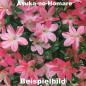 Preview: Bonsai Japanische Satsuki Azalee 'Asuka-no-Homare' Rhododendron indicum 229/147