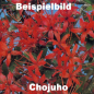Preview: Bonsai Japanische Satsuki Azalee 'Chojuho' Rhododendron indicum 227/23