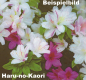 Preview: Bonsai - Japanische Satsuki Azalee 'Haru-no-Kaori' Rhododendron indicum 227/16