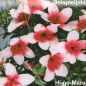 Preview: Bonsai Japanische Satsuki Azalee 'Hi-no-Maru' Rhododendron indicum 229/134