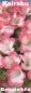 Mobile Preview: Bonsai - Jap. Satsuki Azalee 'Kairaku' , Rhododendron indicum 211/90