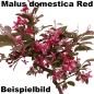 Preview: Bonsai - Malus domestica Red, Zierapfel 225/13