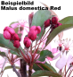 Preview: Bonsai - Malus domestica Red, Zierapfel 225/13