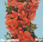 Preview: Bonsai Japanische Satsuki Azalee 'Mirei' Rhododendron indicum 229/138