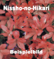 Preview: Bonsai Japanische Satsuki Azalee 'Nissho-no-Hikari' Rhododendron indicum 227/22
