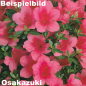 Preview: Bonsai Japanische Satsuki Azalee 'Osakazuki'' Rhododendron indicum 227/21
