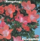 Mobile Preview: Bonsai -  Jap. Satsuki Azalee 'Rengetsu', Rhododendron indicum 211/102