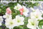 Preview: Bonsai Japanische Satsuki Azalee 'Ryokko-no-Izumi' Rhododendron indicum 227/25